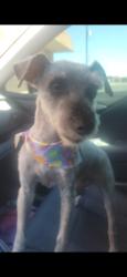 Reunited Female Dog last seen Ballard and Cambridge , Goodyear, AZ 85395