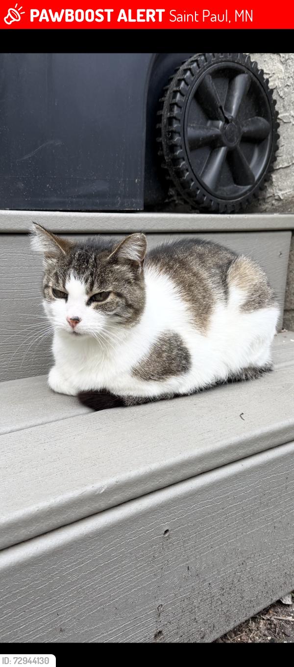 Lost Female Cat last seen Osage St and Victoria St N, Saint Paul, MN 55117