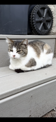 Lost Female Cat last seen Osage St and Victoria St N, Saint Paul, MN 55117