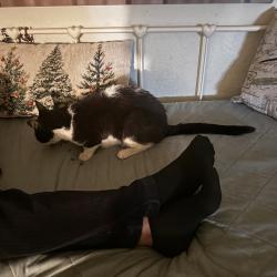 Reunited Male Cat last seen Near E 55th St, Long Beach, CA 90805, USA, Long Beach, CA 90805