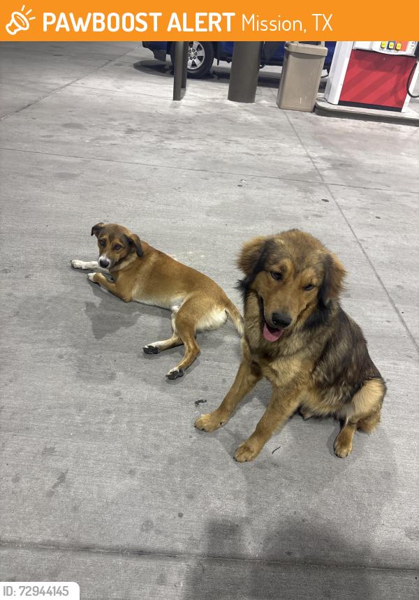 Found/Stray Unknown Dog last seen Stripes on pecan and bentsen , Mission, TX 78572