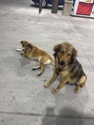 Found/Stray Unknown Dog last seen Stripes on pecan and bentsen , Mission, TX 78572