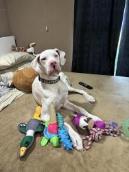 Reunited Female Dog last seen Tidwell st , Houston, TX 77076