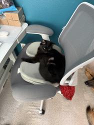 Lost Male Cat last seen Via Barona and Xana way, Carlsbad, CA 92009