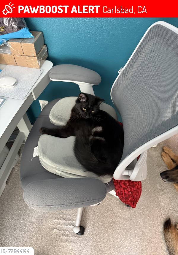 Lost Male Cat last seen Via Barona and Xana way, Carlsbad, CA 92009