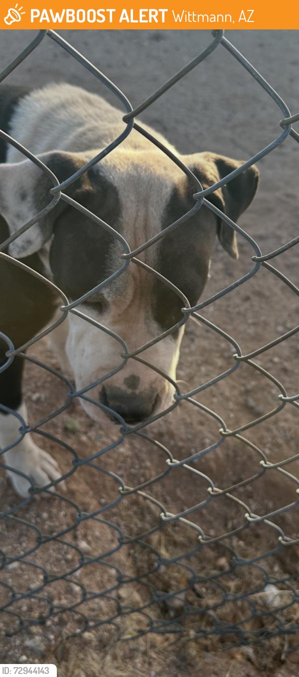 Found/Stray Female Dog last seen 203rd Ave / Bradley, Wittmann, AZ 85361