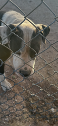 Found/Stray Female Dog last seen 203rd Ave / Bradley, Wittmann, AZ 85361