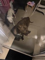 Reunited Unknown Dog last seen Near quay st , Evans, CO 80620