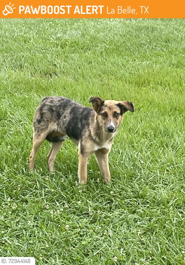 Found/Stray Unknown Dog last seen LaBelle Road, La Belle, TX 77705