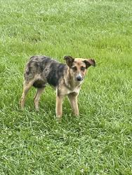 Found/Stray Unknown Dog last seen LaBelle Road, La Belle, TX 77705