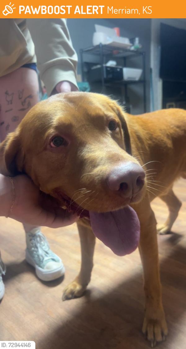 Found/Stray Male Dog last seen Miriam lane, Merriam, KS 66203
