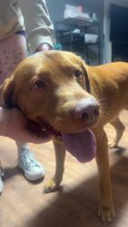 Found/Stray Male Dog last seen Miriam lane, Merriam, KS 66203