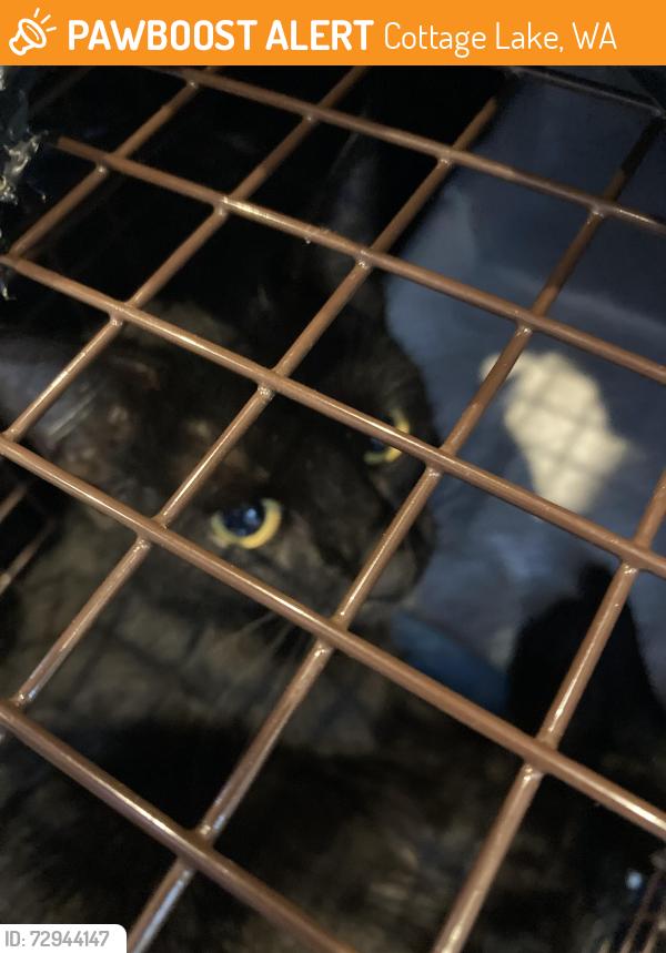 Found/Stray Unknown Cat last seen 178th Place NE , Cottage Lake, WA 98077