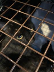Found/Stray Unknown Cat last seen 178th Place NE , Cottage Lake, WA 98077