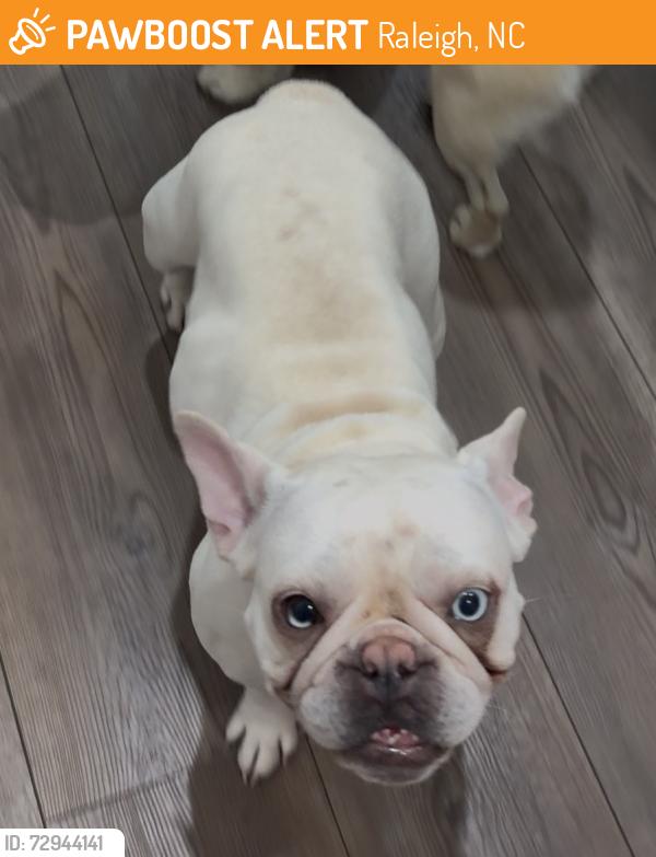 Found/Stray Female Dog last seen Trinity Rd & Brandywine Dr, Raleigh, NC 27607