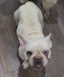 Found/Stray Female Dog last seen Trinity Rd & Brandywine Dr, Raleigh, NC 27607
