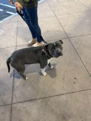 Reunited Unknown Dog last seen Noodle hse Parkling lot, Fontana, CA 92337