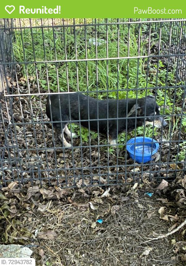 Reunited Unknown Dog last seen Ave u and 18th street, Hondo, TX 78861