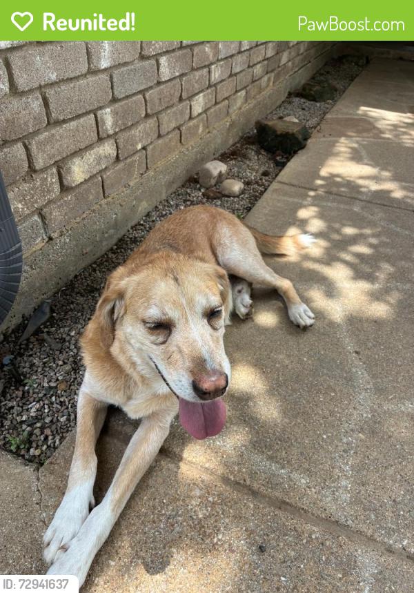 Reunited Male Dog last seen Fuller wiser , Euless, TX 76039