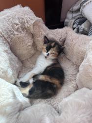 Lost Female Cat last seen W Lake Dr, Antioch CA, Antioch, CA 94509