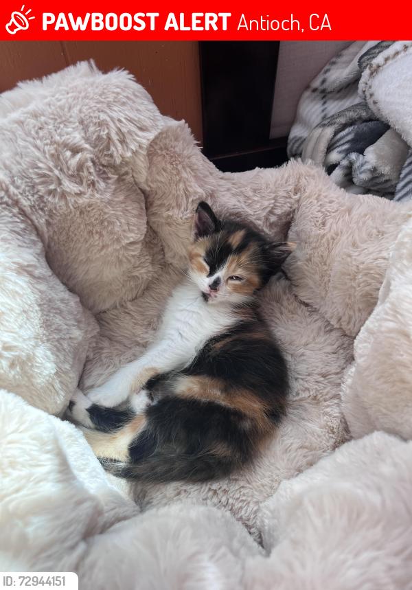 Lost Female Cat last seen W Lake Dr, Antioch CA, Antioch, CA 94509