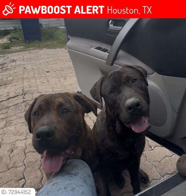 Lost Male Dog last seen Texaco gas station , Houston, TX 77048
