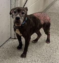 Shelter Stray Male Dog last seen Near E 8th St, 64124, MO, Kansas City, MO 64132