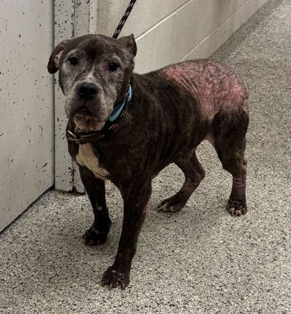 Shelter Stray Male Dog last seen Near E 8th St, 64124, MO, Kansas City, MO 64132