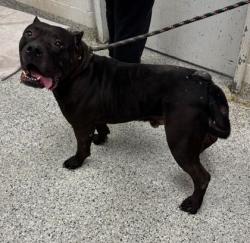 Shelter Stray Male Dog last seen Near E 8th St, 64124, MO, Kansas City, MO 64132