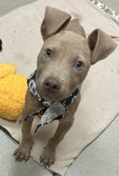 Shelter Stray Male Dog last seen Near E Kimbrough St., 75149, TX, Mesquite, TX 75149