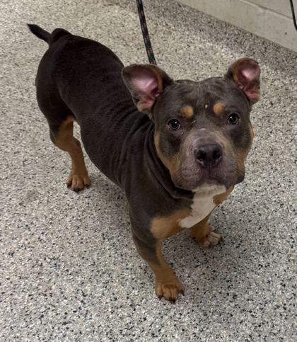 Shelter Stray Male Dog last seen Near E 8th St, 64124, MO, Kansas City, MO 64132