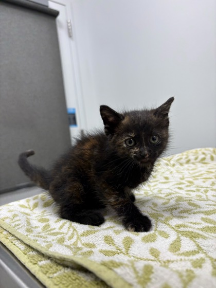 Shelter Stray Female Cat last seen W 63rd and Ward Pkwy, 64113, MO, Kansas City, MO 64132