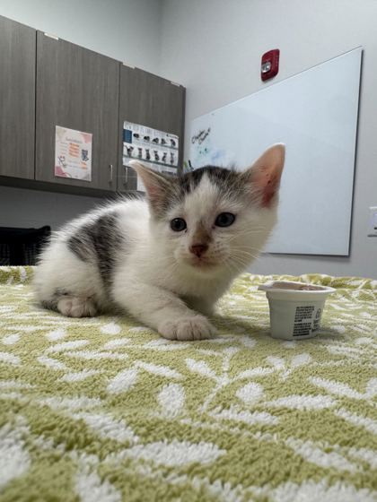 Shelter Stray Male Cat last seen E 52nd Ter and Crysler Ave, 64133, MO, Kansas City, MO 64132