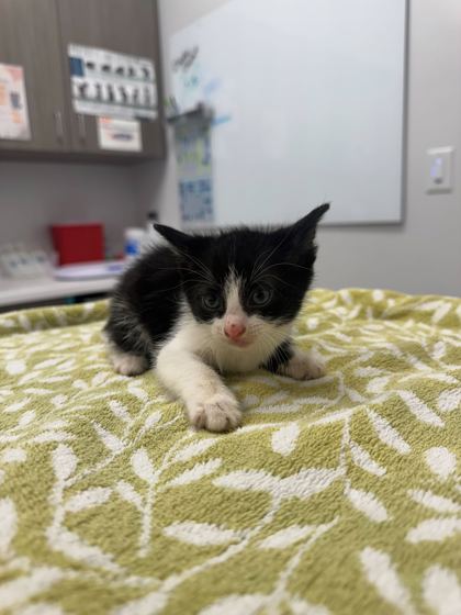 Shelter Stray Male Cat last seen E 52nd Ter and Crysler Ave, 64133, MO, Kansas City, MO 64132