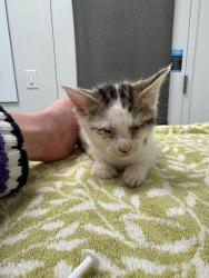Shelter Stray Male Cat last seen E 52nd Ter and Crysler Ave, 64133, MO, Kansas City, MO 64132