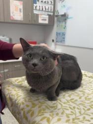 Shelter Stray Male Cat last seen Near E 8th Street, 64124, MO, Kansas City, MO 64132