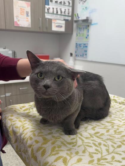 Shelter Stray Male Cat last seen Near E 8th Street, 64124, MO, Kansas City, MO 64132