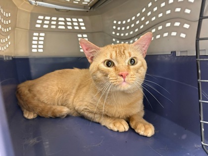 Shelter Stray Male Cat last seen Near E 8th Street, 64124, MO, Kansas City, MO 64132