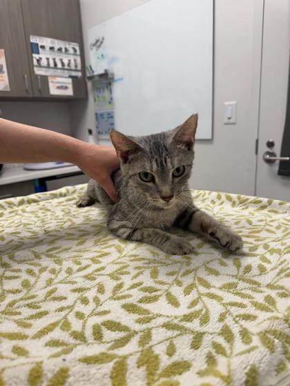 Shelter Stray Female Cat last seen Near E 8th Street, 64124, MO, Kansas City, MO 64132