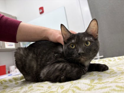 Shelter Stray Male Cat last seen Near E 8th Street, 64124, MO, Kansas City, MO 64132