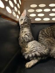 Shelter Stray Unknown Cat last seen Near E 8th Street, 64124, MO, Kansas City, MO 64132