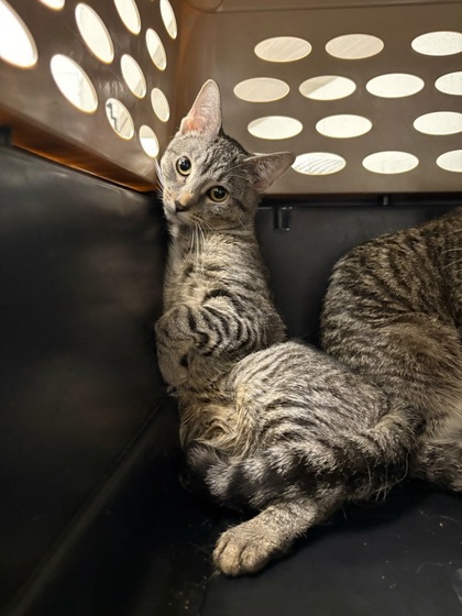 Shelter Stray Unknown Cat last seen Near E 8th Street, 64124, MO, Kansas City, MO 64132