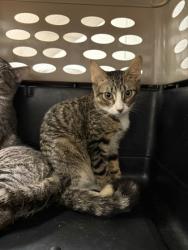 Shelter Stray Unknown Cat last seen Near E 8th Street, 64124, MO, Kansas City, MO 64132