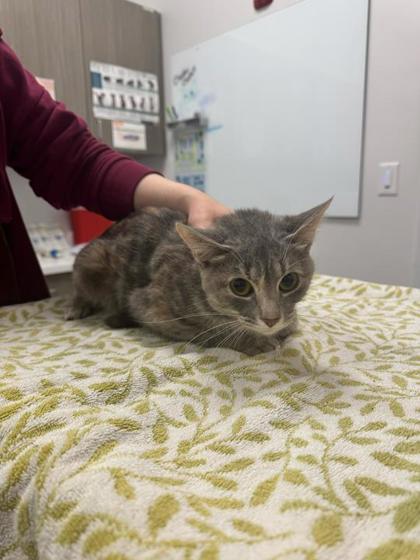 Shelter Stray Female Cat last seen Near E 8th Street, 64124, MO, Kansas City, MO 64132