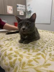 Shelter Stray Female Cat last seen Near E 8th Street, 64124, MO, Kansas City, MO 64132