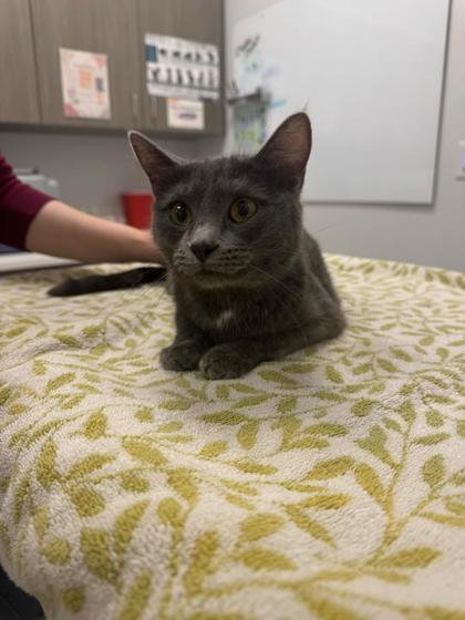 Shelter Stray Female Cat last seen Near E 8th Street, 64124, MO, Kansas City, MO 64132