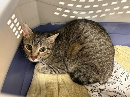 Shelter Stray Unknown Cat last seen Near E 8th Street, 64124, MO, Kansas City, MO 64132