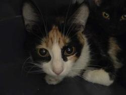 Shelter Stray Female Cat last seen Near E 8th Street, 64124, MO, Kansas City, MO 64132