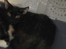 Shelter Stray Unknown Cat last seen Near E 8th Street, 64124, MO, Kansas City, MO 64132