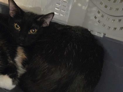 Shelter Stray Unknown Cat last seen Near E 8th Street, 64124, MO, Kansas City, MO 64132